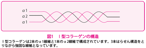 骨形成不全症の原因について